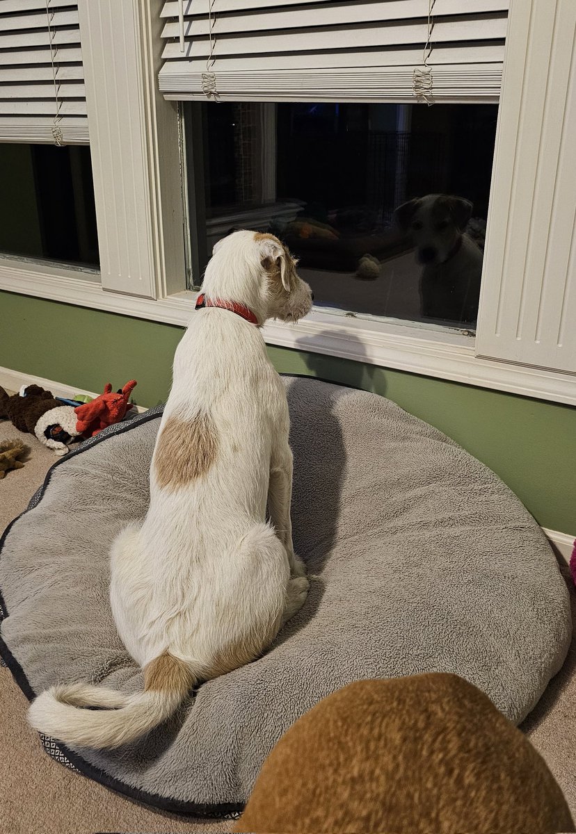 Jona, looking at such a handsome man in the window. #FosterDog