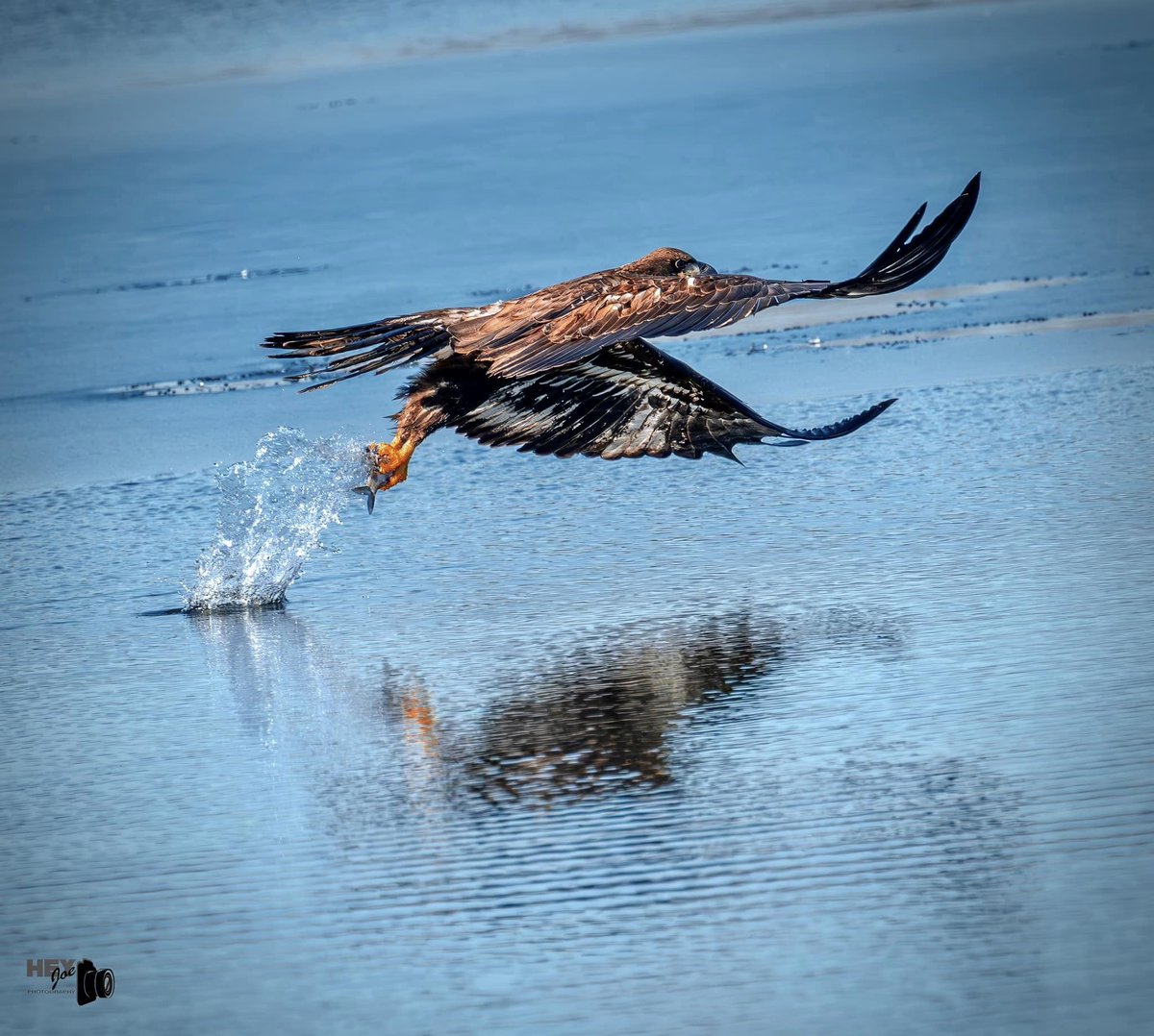 (Photo courtesy of Joe Viola) #baldeagle #birds #Wildlifephotography