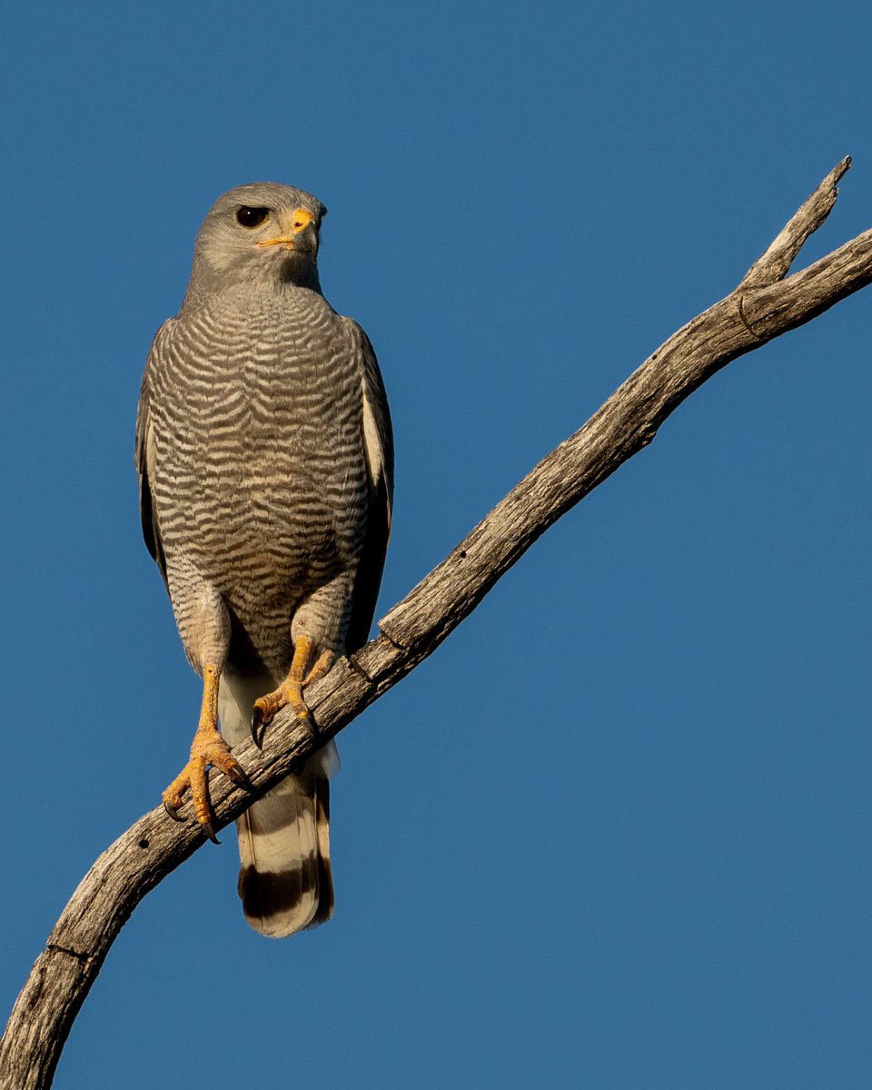 Gray Hawk! Lifer! (thanks, Zachary)