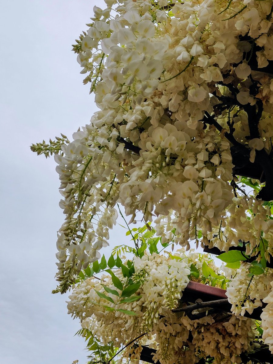 kenta27's tweet image. #白い藤
#ニセアカシア
#oppofindx3pro
#OPPOカメラ部
 #写真好きな人と繋がりたい #ShotonOPPO