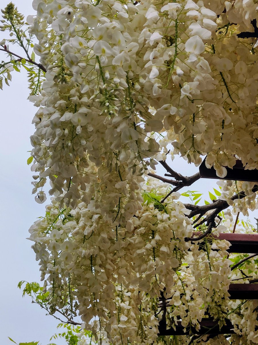 kenta27's tweet image. #白い藤
#ニセアカシア
#oppofindx3pro
#OPPOカメラ部
 #写真好きな人と繋がりたい #ShotonOPPO