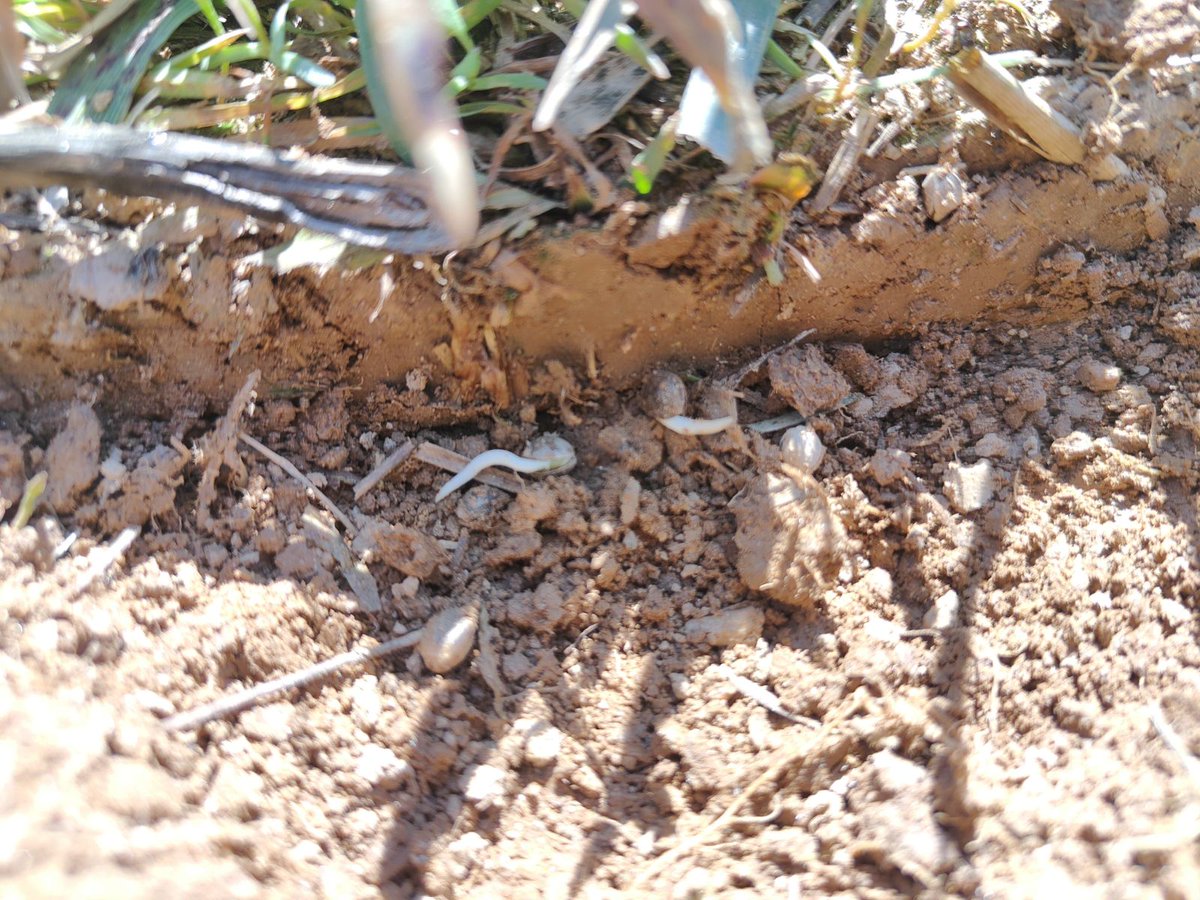 First #industrialhemp seeds have germinated!