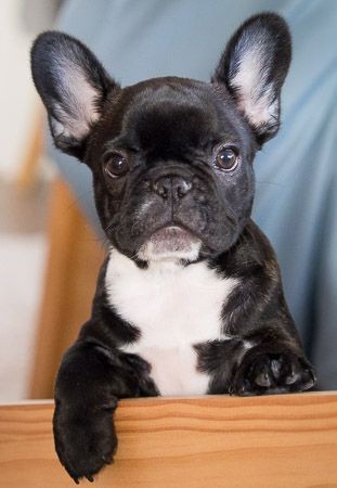 Perfect shoot ❤️ 
#frenchielover #frenchbulldog