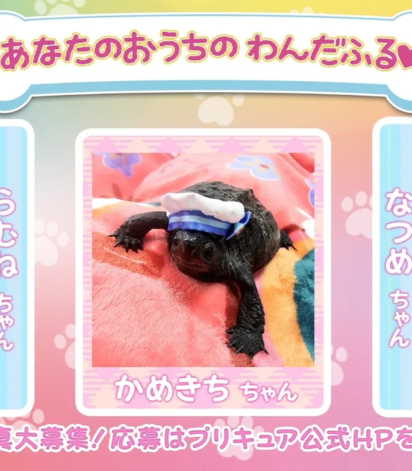 かめきちちゃんの帽子もしかしてキュアコーラル? 