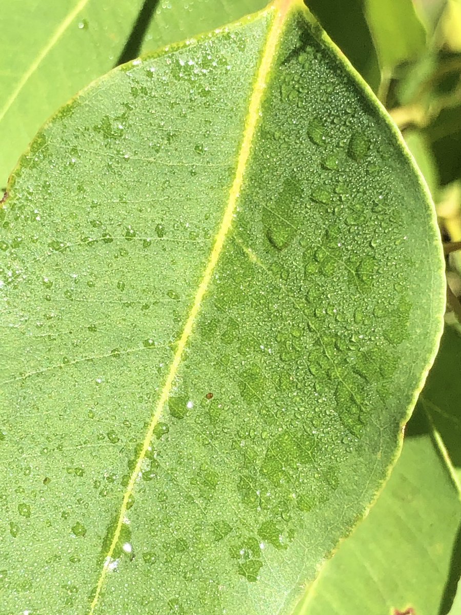 Dew! In a severe drought, even .1 of a mm is a precious resource. These droplets on a karri leaf are enough for the little invertebrates in a biodiverse ecosystem 💚
#MargaretRiver #climatechange