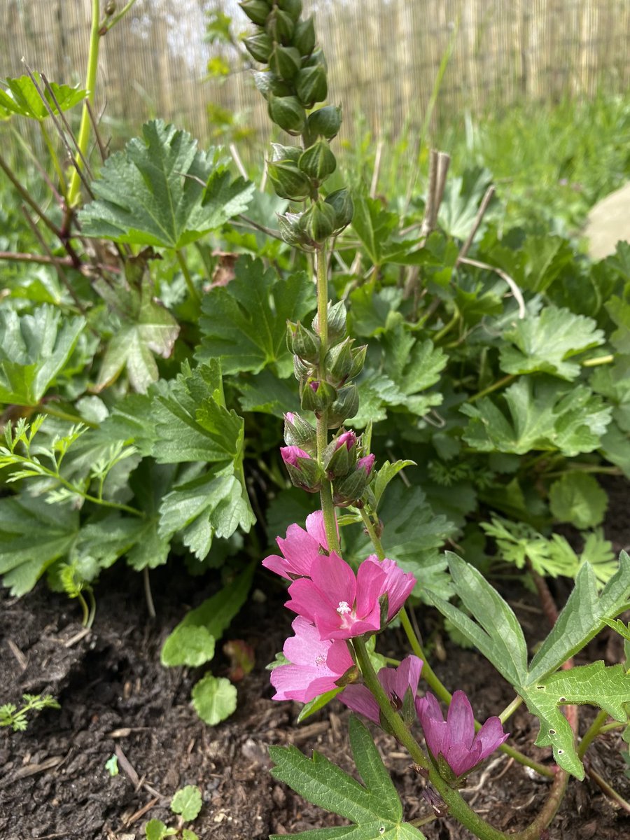 Although this plant is considered a conservation concern, it behaves so hardily in my garden. My favorite: Henderson’s Checkermallow, Sidalcea hendersonii. #nativeplants #nativeplantmonth #conservation #pacificnorthwest #flora #plants #gardening