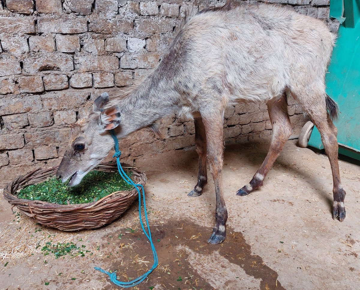 WildLife - Blue Bull is under going treatment In Injured state from village Dhudula Palwal an animal lover brought Blue Bull at our Aastha Animal Hospital. Stray dogs attacked on him very dably. Now after three days treatment Blue bull started eating and showing improvement.