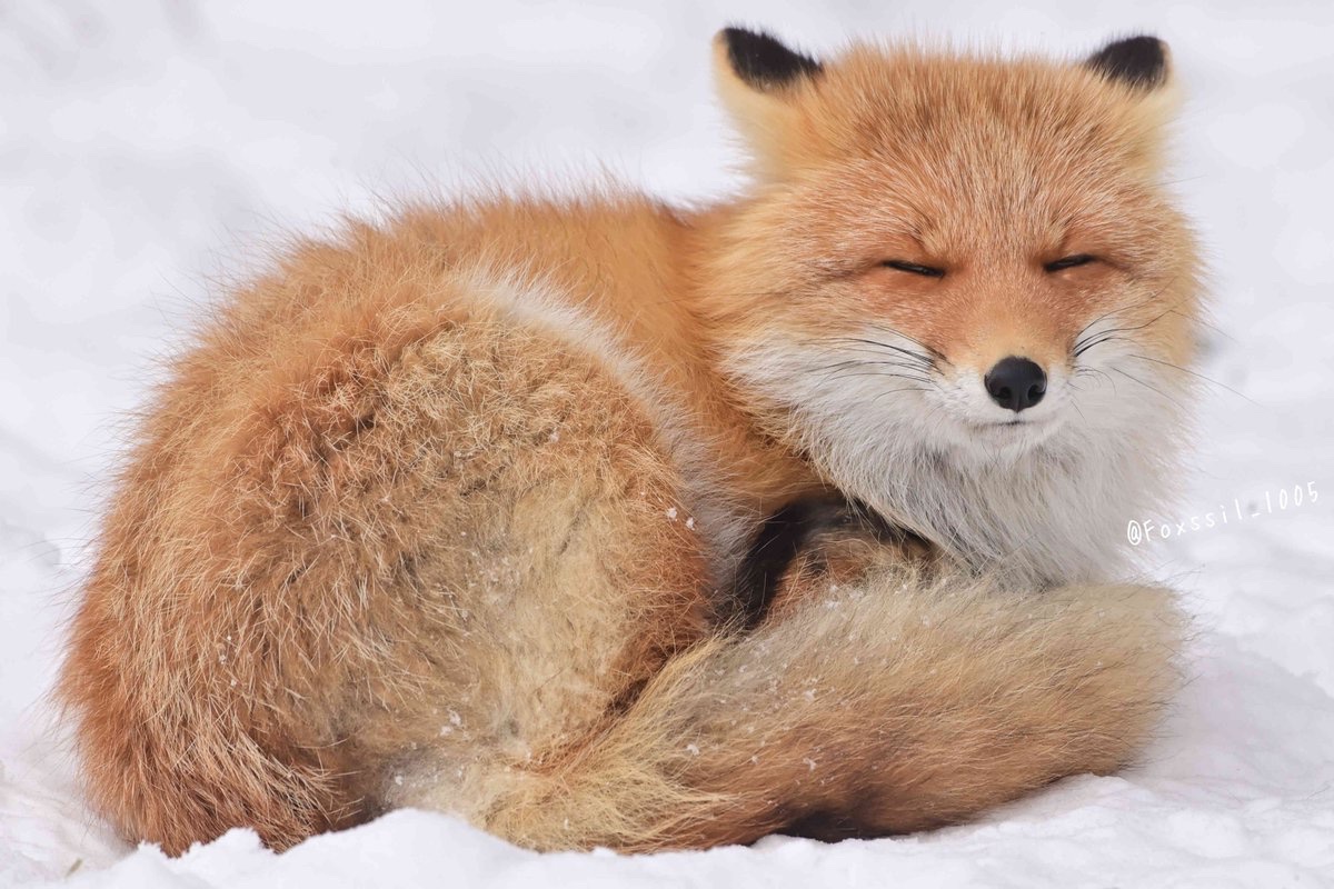 Foxssil(フォクシル) おきつね全国地図4/11ver公開しました！ tweet media