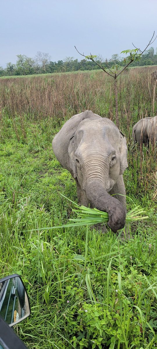 Thanks @narendramodi for positioning Kaziranga so well. Loved it. Could you please tell @HemantaBiswaSarma @CMOfficeAssam that the sight of a chained elephant in the middle of a game sanctuary is really pathetic?