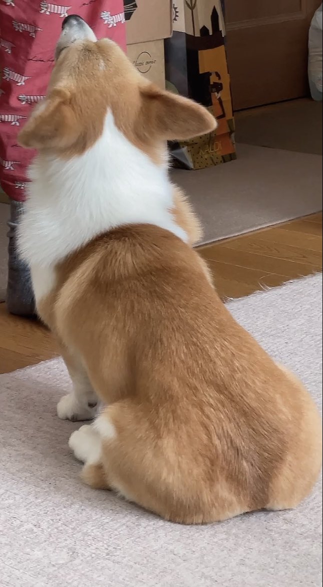 なでられ待機いぬ
#corgi
#コーギー
#コーギーのいる暮らし