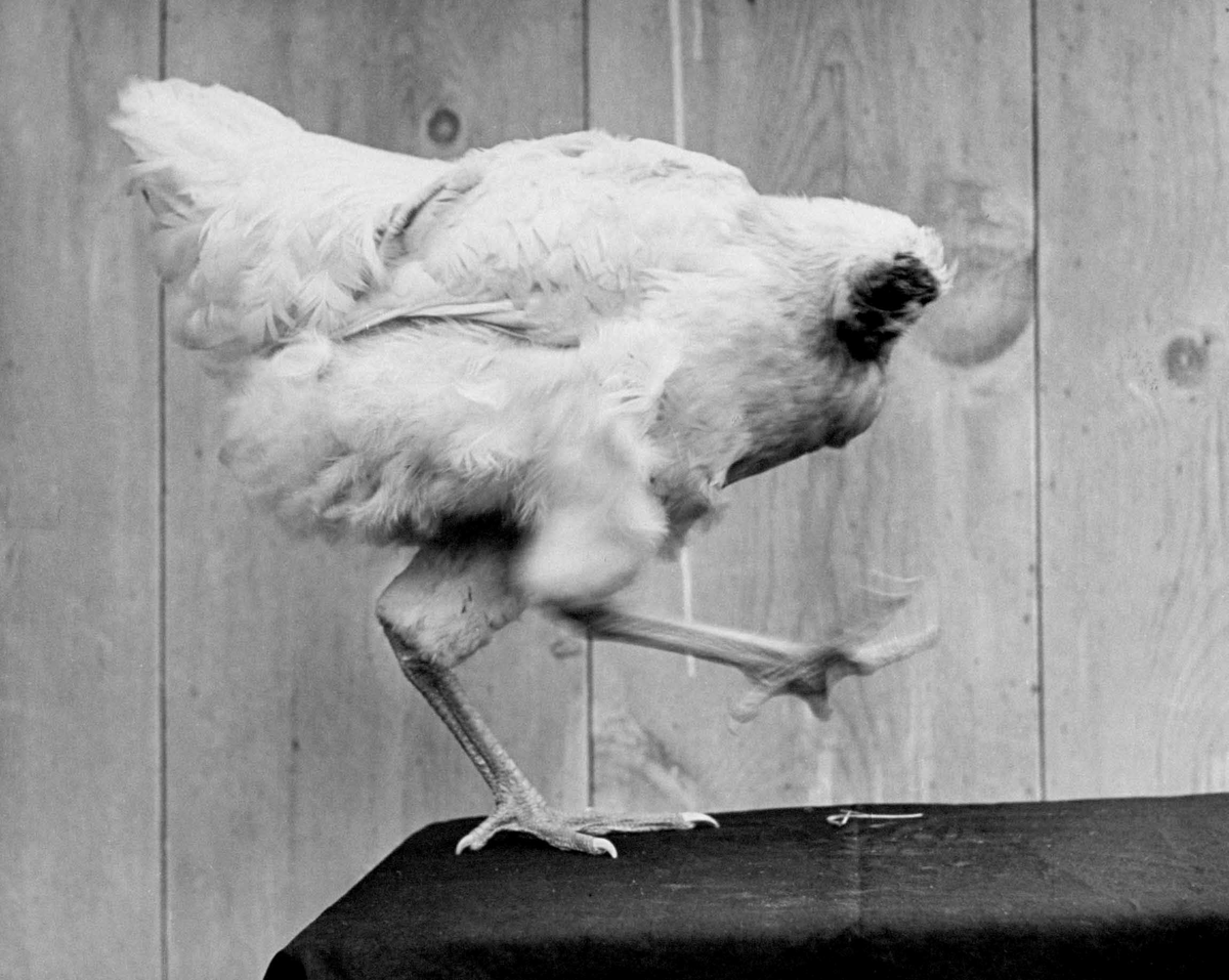 Happy 79th birthday to #MiketheHeadlessChicken. He lived for 18 months after his head had been cut off, surviving because most of his brain stem remained intact and it did not bleed to death due to a blood clot.