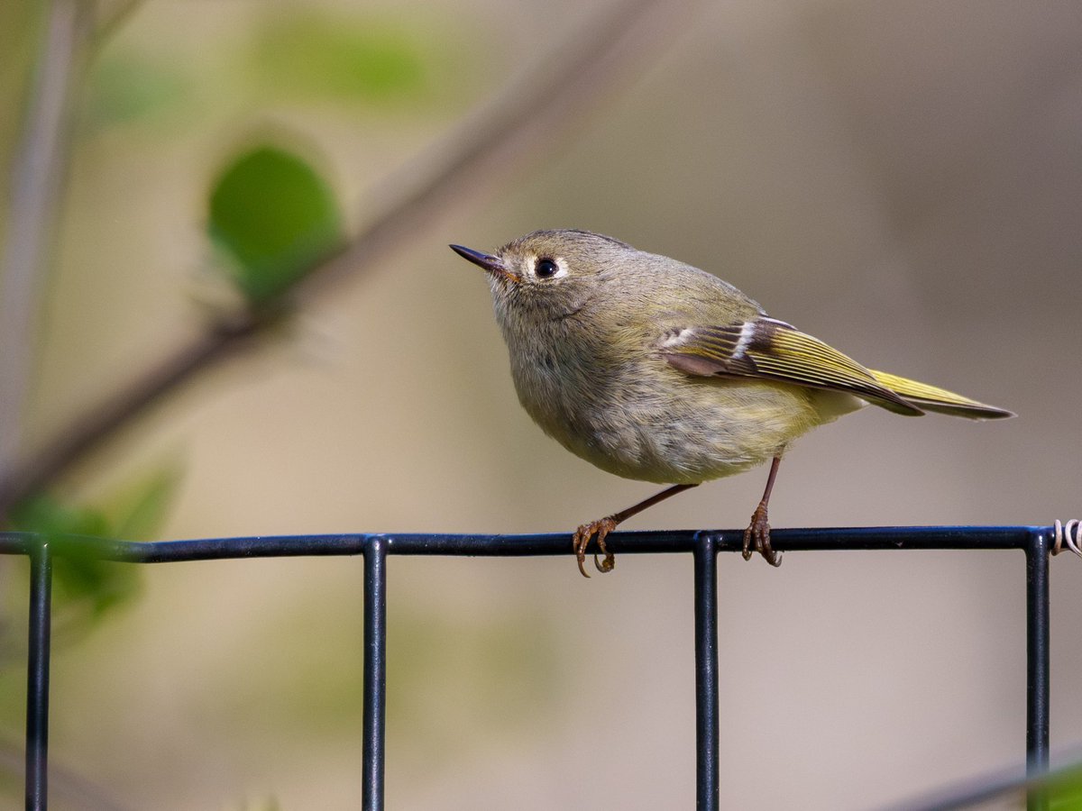 A Kinglet was hopping around on the north side of Prospect Park this afternoon… @BirdBrklyn
