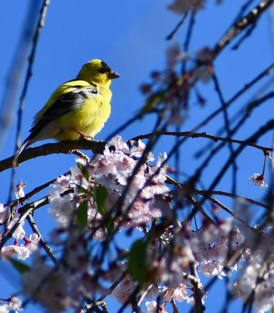 American Goldfinch in the cherry willow 
#birdphotography 🌸