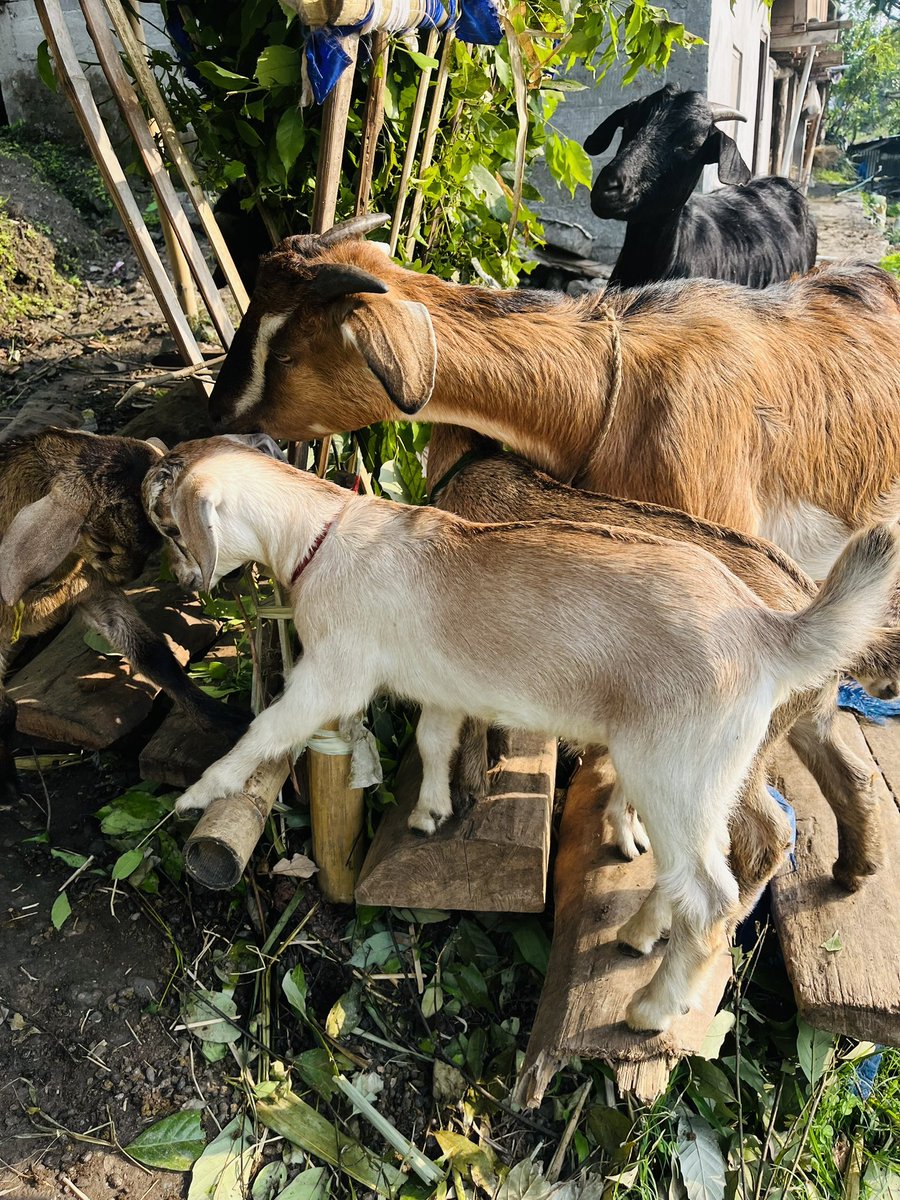 Village life! 5 newbies added to the stall!

#goatfarming #sikkim #home