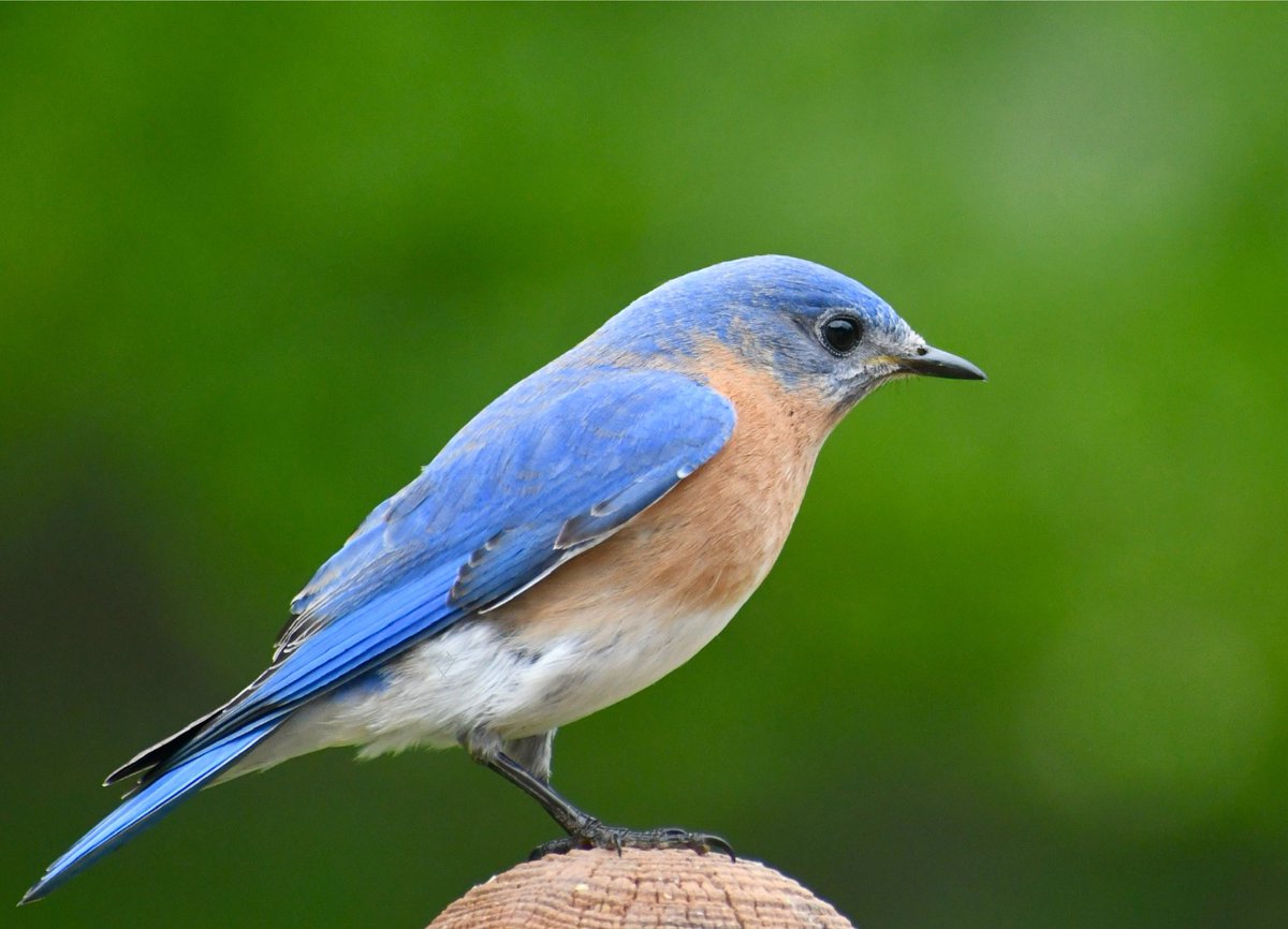 Male Eastern Bluebird
#birdphotography