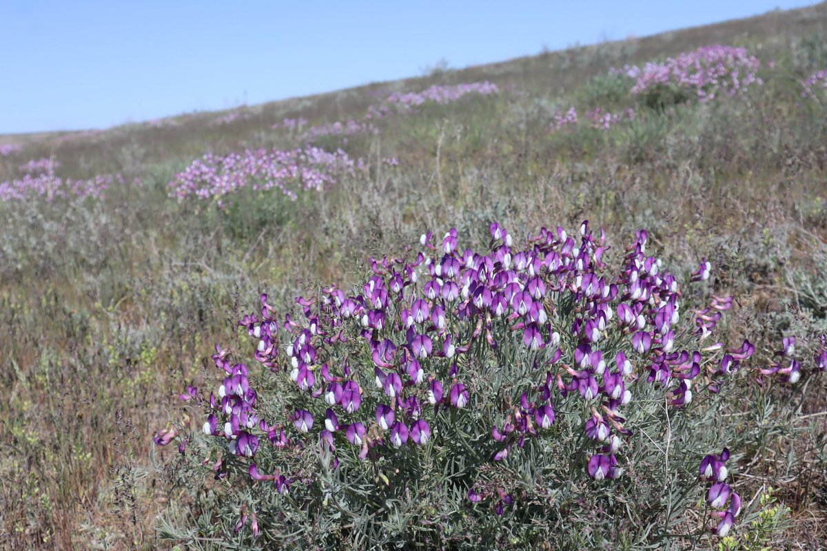 20/4/24 Day 1 we have arrived in Kazakhstan on the @AlpineGardenSoc tour. After arriving at Almaty early morning. We had breakfast and headed off botanising wonderful array of plants already seen. 1)Tulipa alberti, 2)Iris tenuifolia, 3) Pseudosedum affine 4) Vicia subvillosa.
