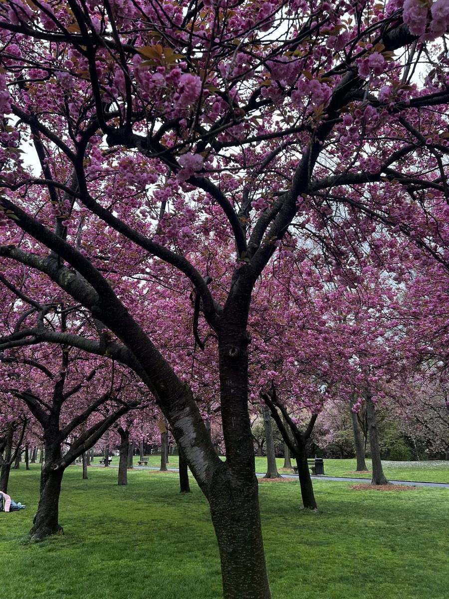 The Brooklyn Botanic Garden rocks