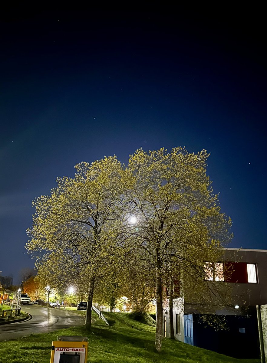 Moonlight shining through two of my favourite trees as they are just starting to come into leaf. #TreeClub #Nightshift #Spring