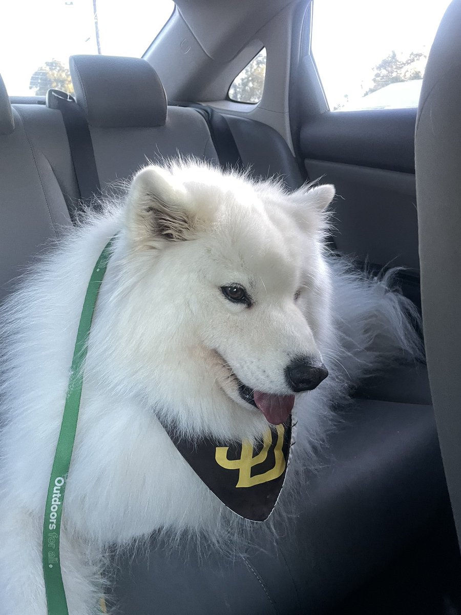 rosaamezaa's tweet photo. #padrespets https://t.co/cKJCmXTOtB