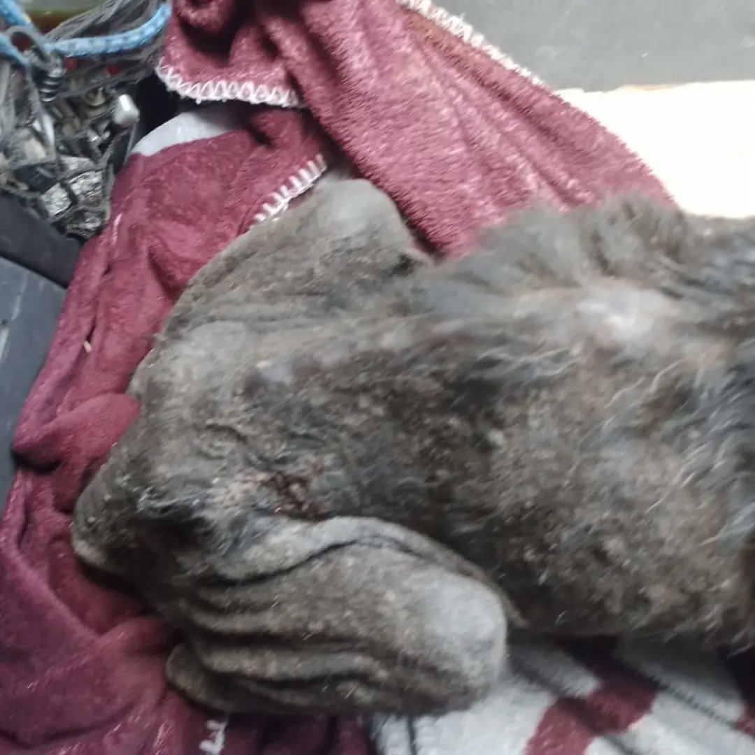 El estado de este animal es tremendo Zarna, desnutrición heridas por todos lados y la mandibula rota Necesitamos ayuda urgente para el   📍 ALIAS DE MERCADO PAGO: OMFAmoreno link.mercadopago.com.ar/omfa 📍Colabora por Debito Automatico Mensual mercadopago.com.ar/subscriptions/…