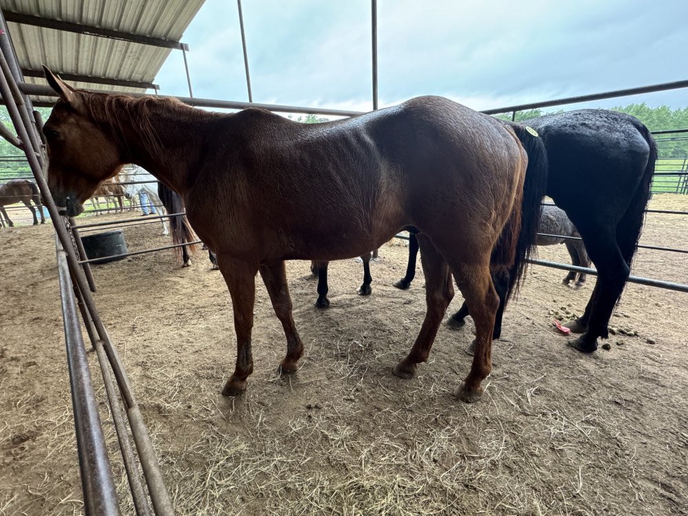 So far we have been able to save these two from auction. The poor Jenny went for only $220 and we knew we needed to get her!!! There is still 60 horses set to run through . We’d love to get a few more 
PayPal 

paypal.com/donate/?hosted…

Venmo 
@heartandhoovesrescue