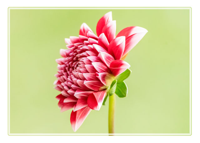 A vibrant #red and #white #Dahlia commonly found in #gardens all over the #world. Shot in the @photos_dsmith #studio with a #green #backgroundusing @SigmaImagingUK @Sigma_Photo #macro #lens in #Cheshire #macrohour #macro #photography #plantphotography #flowerphotography