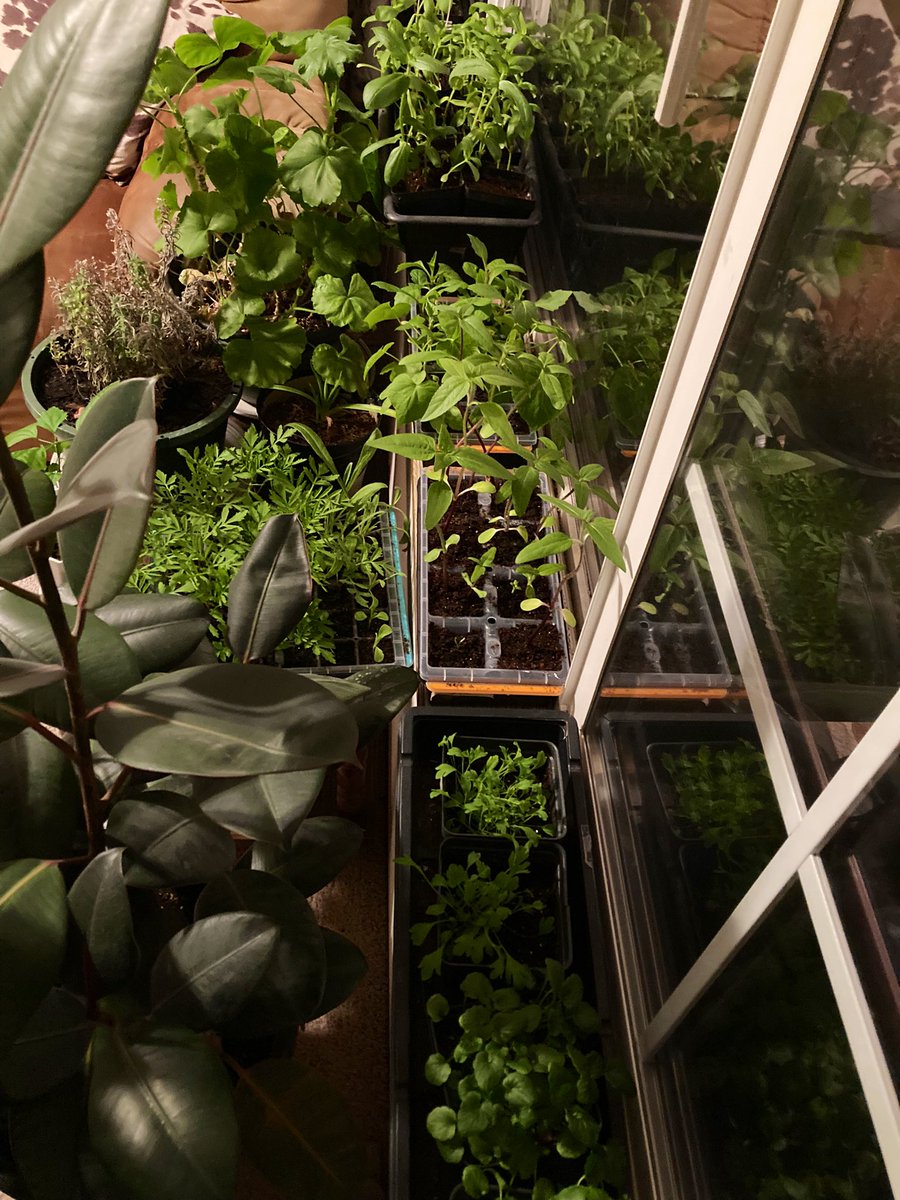 So ready to start the hardening off process with this year’s seedlings for the garden it’s getting pretty crowded over here 😆 the marigolds also officially started giving off their marigold smell today so that makes me happy