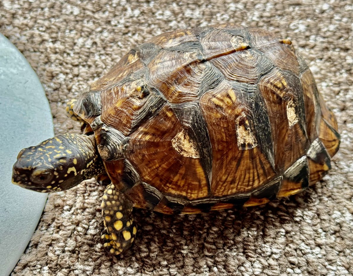 Eugene53621615's tweet image. 1年ちょっとでなかなか大きくなった。
ガルフは成長が早い。

#ガルフコーストハコガメ 
#Terrapene carolina major 
#Gulf Coast box turtle