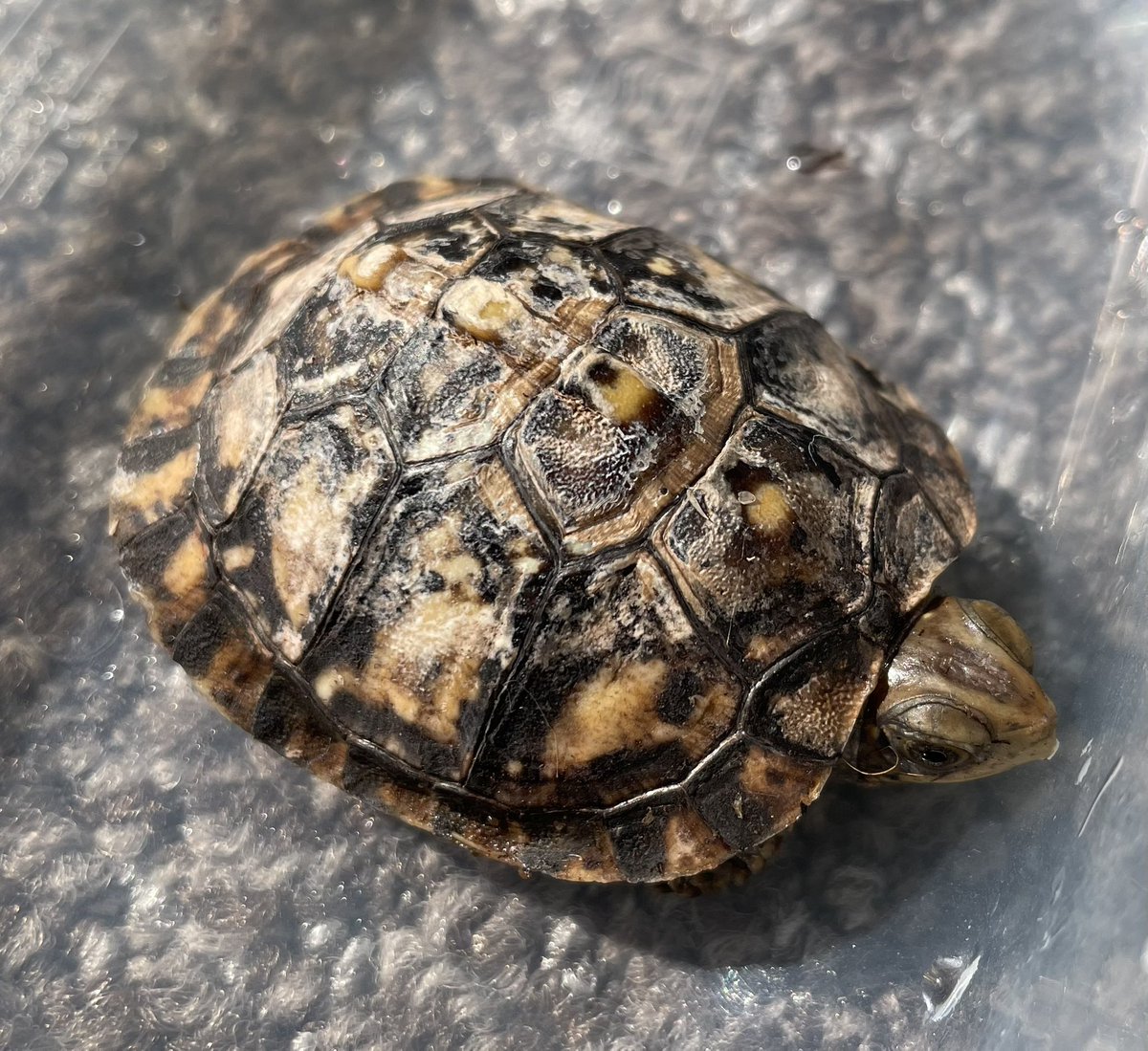 Eugene53621615's tweet image. 1年ちょっとでなかなか大きくなった。
ガルフは成長が早い。

#ガルフコーストハコガメ 
#Terrapene carolina major 
#Gulf Coast box turtle