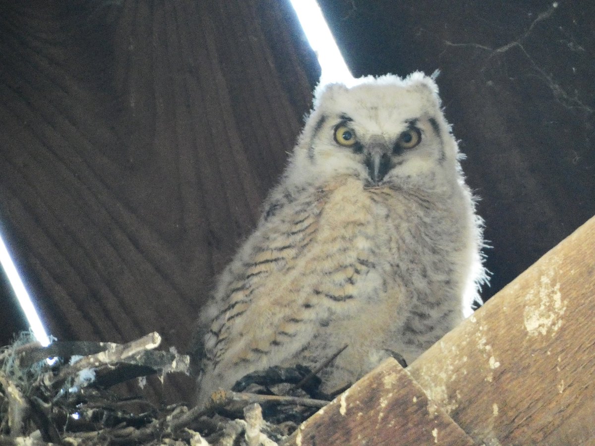 We've been watching a little Great Horned Owl growing up along the Tuolumne River for the last month or so.