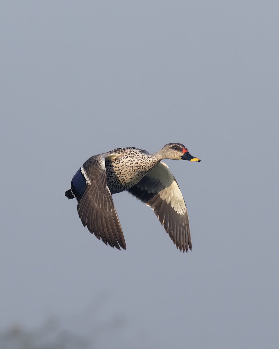 Indian Spot-billed Duck Surajpur Bird Sanctuary, India #birds_captures #planetbirds #birdfreaks #birds_nature #ThePhotoHour @Discovery @natgeowild @BBCEarth @PazyBirds @miajbirdkartoj @Britnatureguide