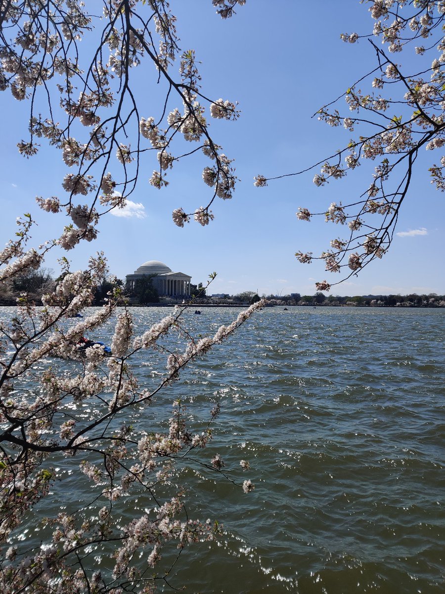 The cherry blossoms were beautiful this year 🌸