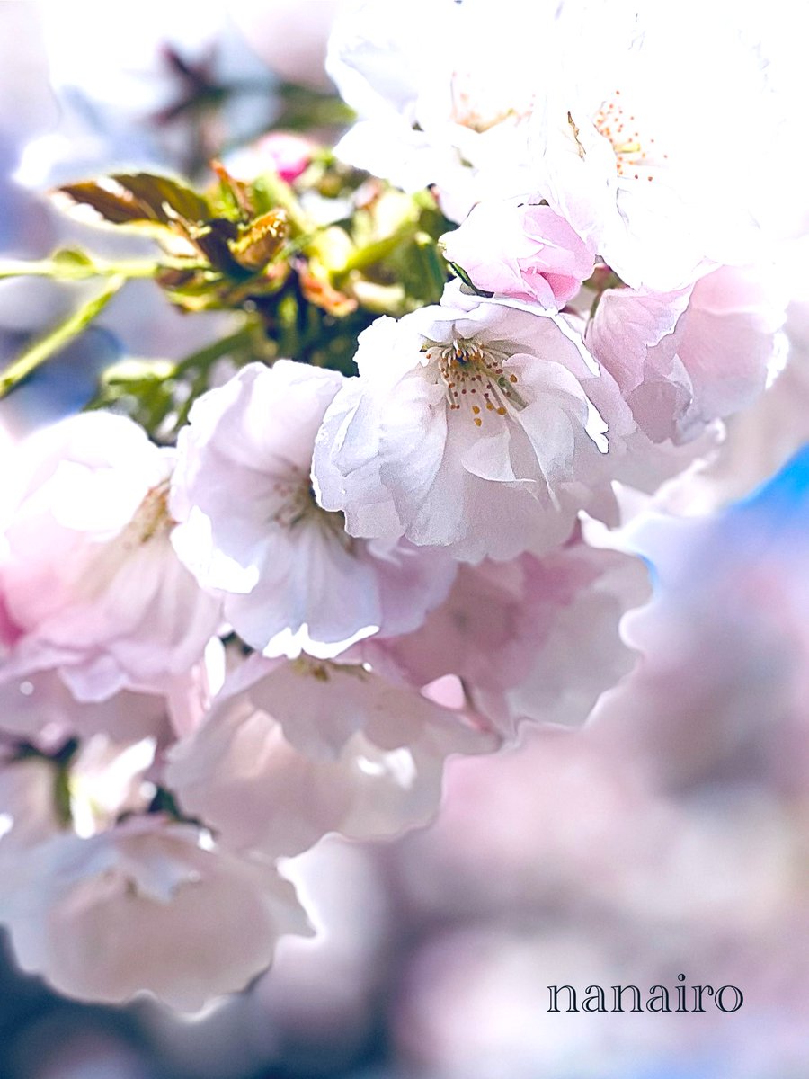 ܀❀*.ﾟ⁎

　　ため息がでるほど
　　　　　美しい…

　　　　　　　　　܀❀*.ﾟ⁎

#八重桜
#TLを花でいっぱいにしよう