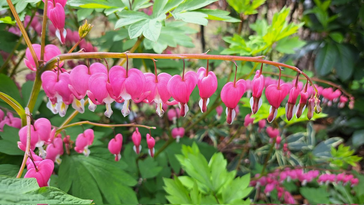 RoelZuidhof's tweet photo. #voorjaar de tuin ontploft! Gaaf om te zien! #mooi #schepping https://t.co/STqhfGFFk8
