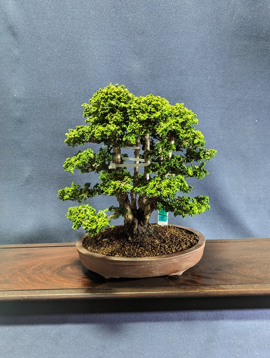 Koide_Bonsai tweet picture