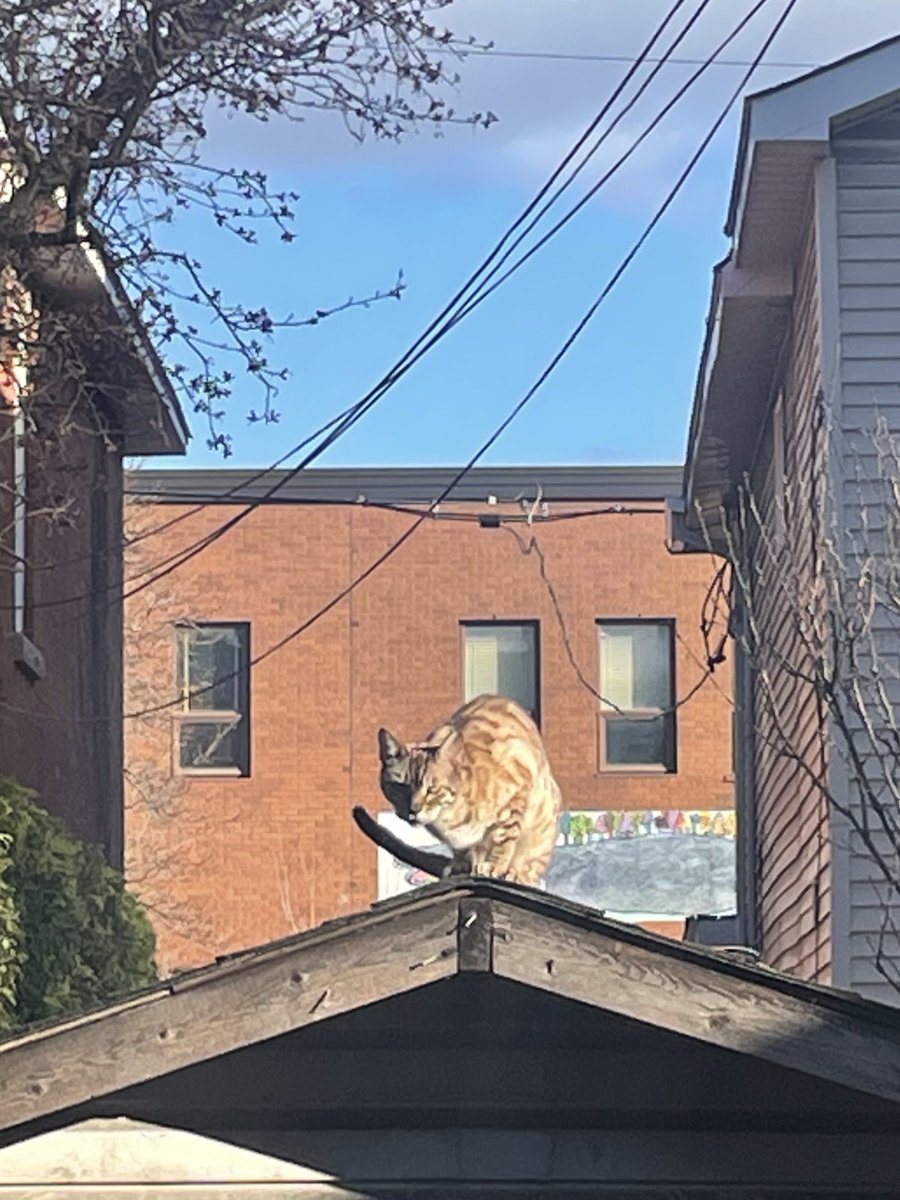 Cat on a cool tin roof, hello #beautifulOttawa#