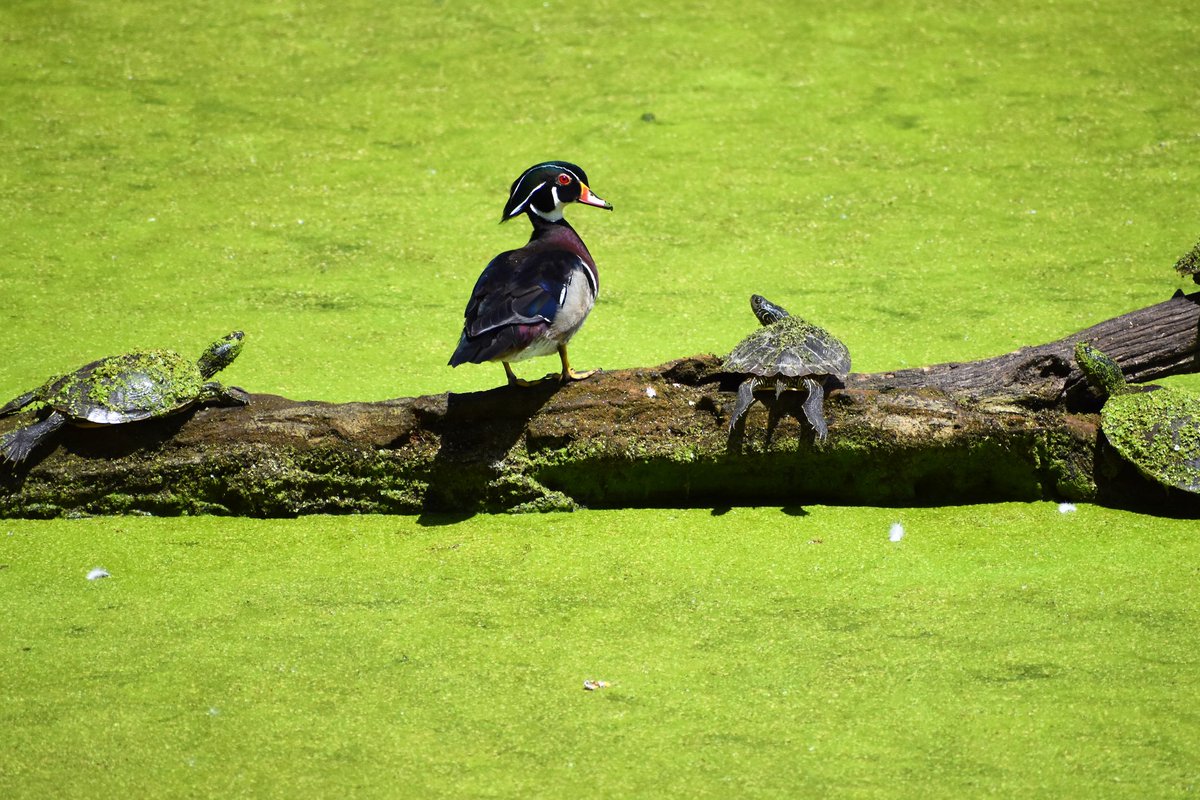 #NaturePhotography Wood Duck with admirers !