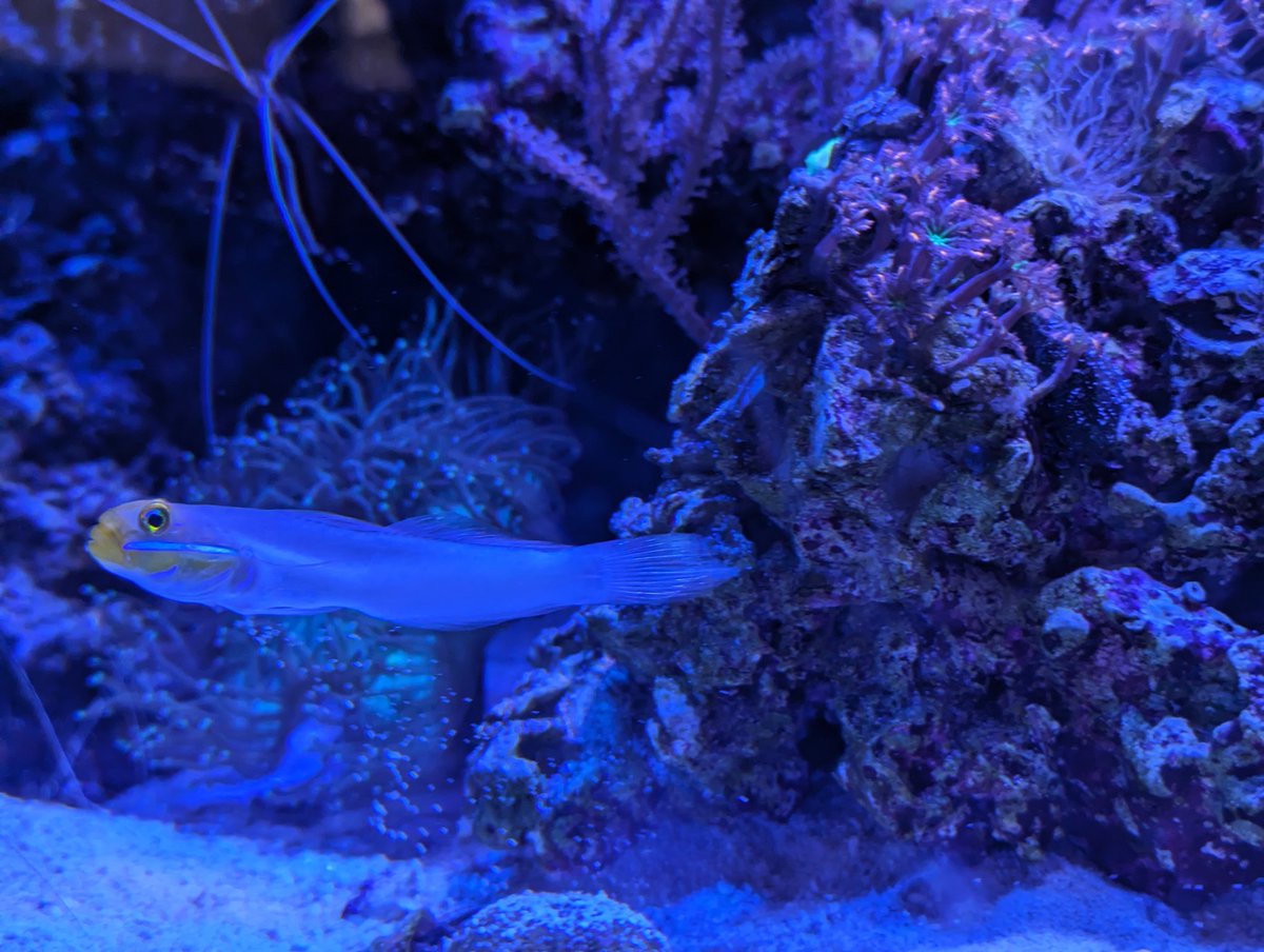 CyanoWolf's tweet photo. My fish friend at That's Kava https://t.co/aSZIMc78Bh