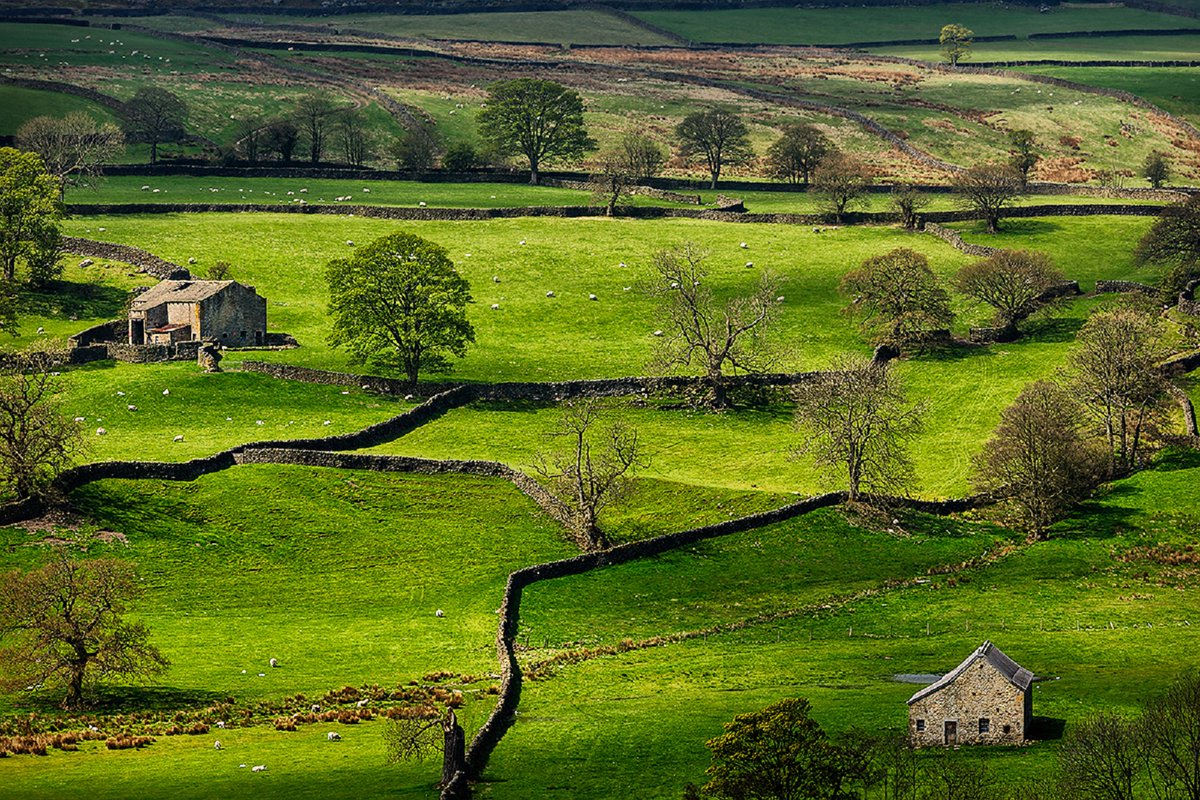 lush green fields of the Yorkshire Dales. England. NMP.