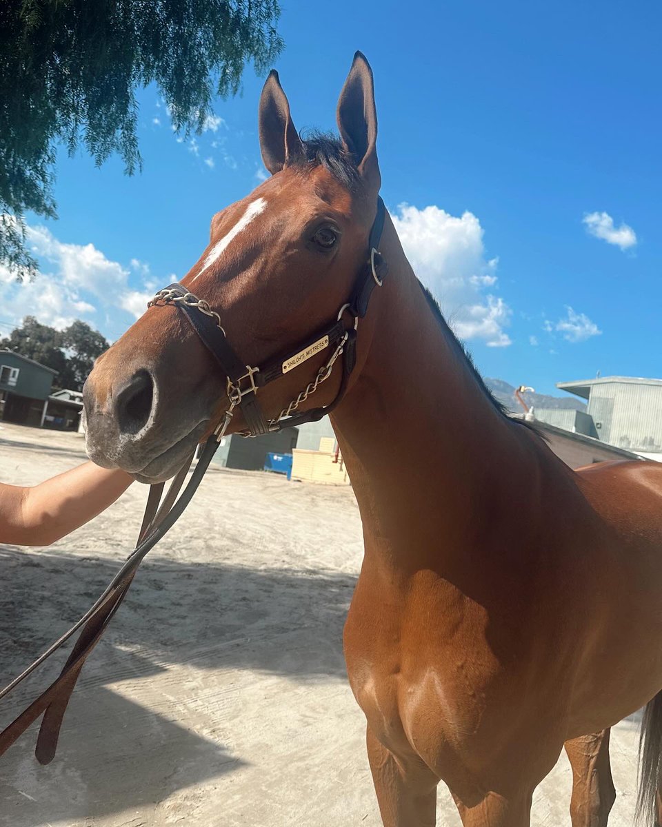 🚨Resolute Race Alert🚨 We have SHILOHS MISTRESS running in the Providence at @santaanitapark - race 8 today! Our team is there & ready to see this pretty girl run🐎