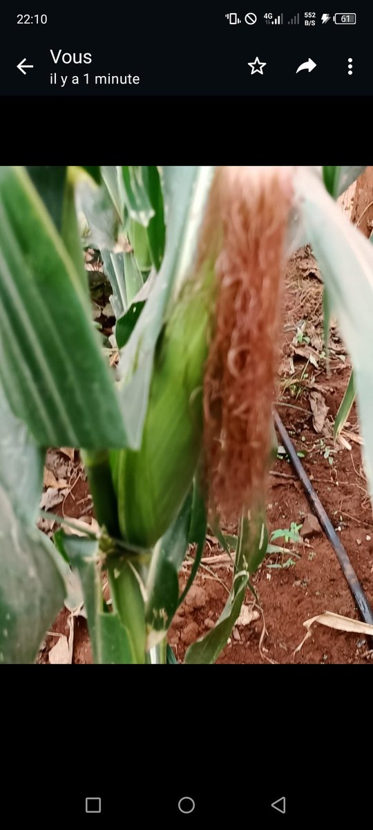 elhadjham's tweet photo. @tayebwa_cohen @MAAIF_Uganda @EnyonamManye @AkezaGermaine @jason_kanani @niyo_charles @peter_adekanye @FieldAgronomist @Jesseshokz @Agrigrow1 However, despite significant efforts by public and private #breeding programs, adequate levels of resistance have not been achieved primarily due to lacking major single resistance genes against those fungi Munkvold (2003). #AGRITRADE AFRICA promote #LIDEA #seeds for #AFRICA https://t.co/V70MJ4wX2B