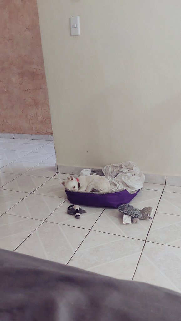 LetiInPink's tweet photo. Miren a mi Tutú 💖 https://t.co/HvWH8KAqj4