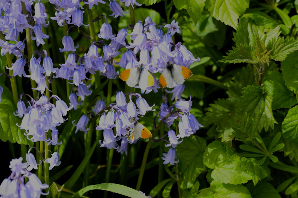 Orange-tip seen at Pickerings Pasture, Widnes on 20 Apr 2024.