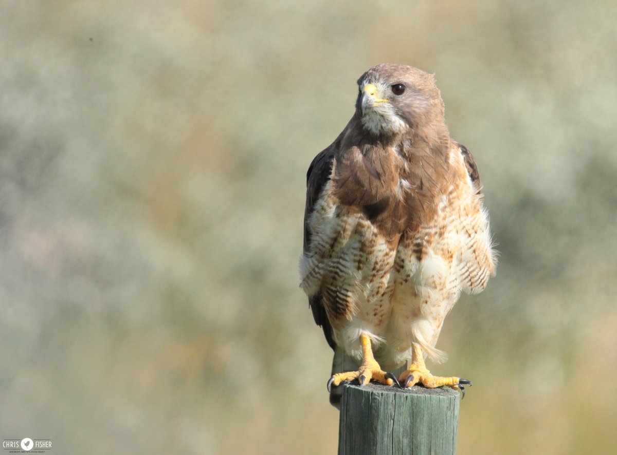 Bienvenido de nuevo Swainson's Hawks to Alberta. Hope your winter in Argentina set you up for success here on the nesting grounds.