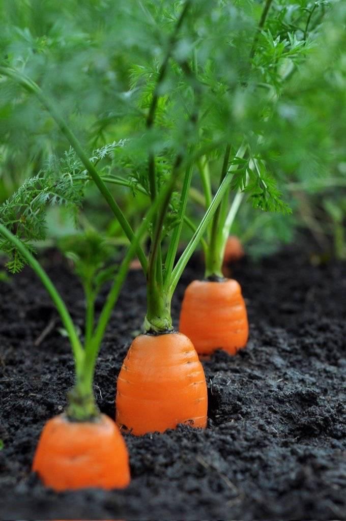Carrot are resilient & adaptable, making them a smart choice for first-time farmers.🥕🧑‍🌾

With their high demand & shorter growing seasons, they offer a stable income despite climate variability.

#ClimateSmartAgriculture #SustainableAg #YouthInAg #ClimateResilience #WomenInAg