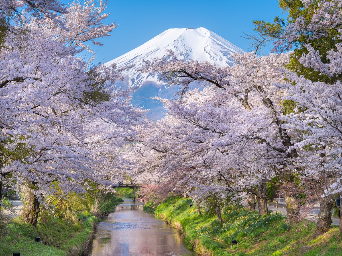 忍野の桜と小川と富士山🗻🏞️🌸
昨日は忍野の村へ桜と富士山を撮影しに行きました。🚗
満開の桜がとても綺麗でした🌸
おそらく今シーズンの桜撮影はこれで最後かな😌

#富士山 #mtfuji #cherryblossom 
#奇跡の光景 #桜 #さくら