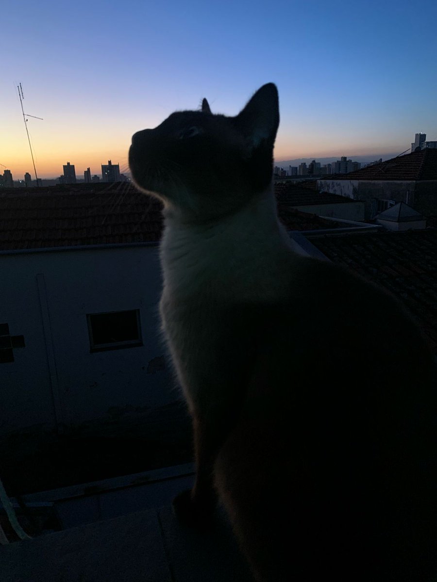 Spirit Fox tweet media