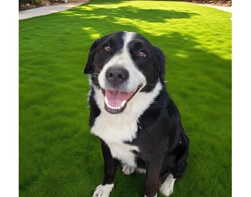 Donut, a 2-year-old Border Collie mix at a full shelter in #Downey, #CA, is in  IMMEDIATE need of adoption, a foster home, or rescue adoptapet.com/pet/41172772-d… #URGENT #BorderCollie #AdoptableDogofDay 🐶