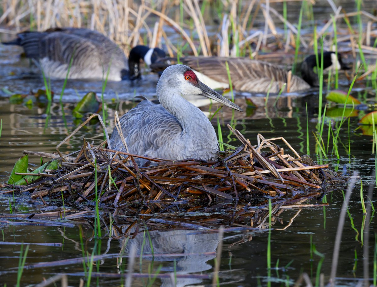 A two pairs of Canada Geese were honking at each other and causing a ruckus around a Sandhill Crane nest. This Sandhill Crane watched them for a bit and then gave a loud, trumpeting call as if to tell everyone to chill. The Geese went their own ways after that.