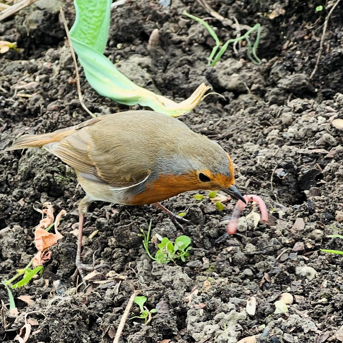 My friend helped me while I was clearing a bed to plant out peas on the allotment today.